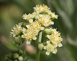 A flowering guayule plant