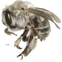 A female Pueblo bee