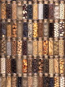 K10190 1 Vials of seeds from the late 1890s at the National Center for Genetic Resources Preservation.