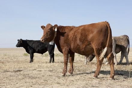 Cattleproduction image