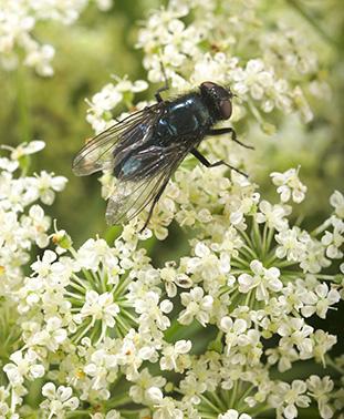 A blue bottle fly