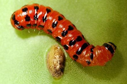 A cactus moth larva