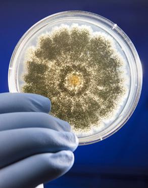 Aflatoxin-producing fungus in petri dish.
