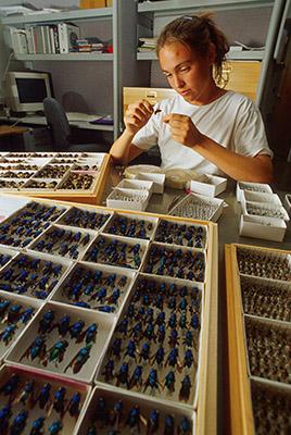 A scientist working with a collection of pollinators