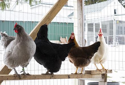 Four hens in a cage