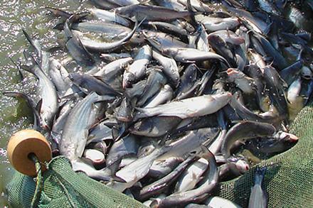 Catfishd3029 1 A net full of catfish
