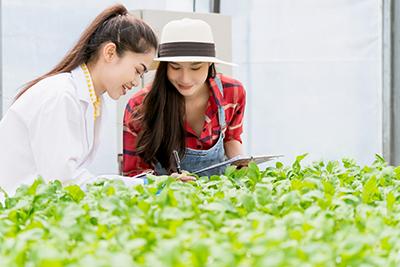 Two women checking green plants growing in a greenhouse