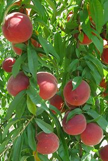 Peaches growing on a tree