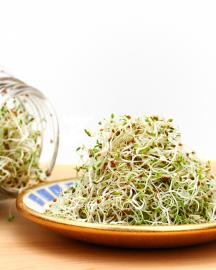 A heap of freshly grown organic alfalfa sprouts is piled on a small saucer. 