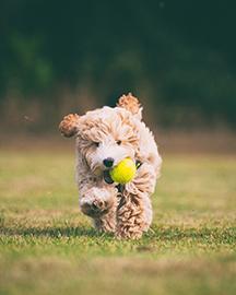 Puppy running carrying a tennis ball 