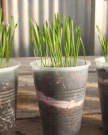 Wheatgrass growing in clear plastic drinking cups