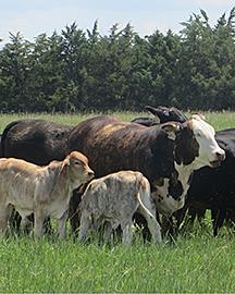 Cattle in a field. 