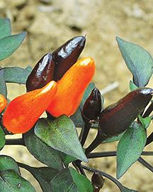 Black and orange Pepper Jack ornamental peppers.