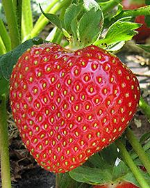 A strawberry on a vine