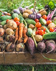A variety of fresh vegetables in a wooden box – carrots, tomatoes, potatoes, cucumbers and onions 