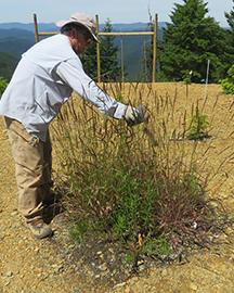 Scientist examines herbaceous plants in a biochar amended plots 1-year post-planting