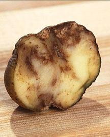 A potato damaged by late blight fungus