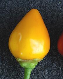 A small yellow pepper shaped like a light bulb