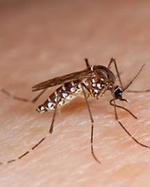  Aedes aegypti mosquito
