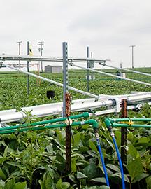 A plot of soybeans treated with elevated carbon dioxide at the SoyFACE Global Change Research Facility 