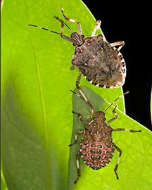 Two brown stink bugs on a green leaf