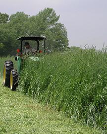 A tractor mowing a cover crop