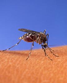 K4705 9I A mosquito on skin