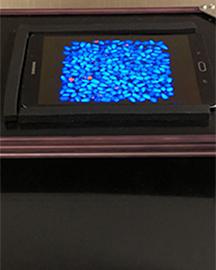 A portable device for detecting and sorting aflatoxin-contaminated corn kernels.
