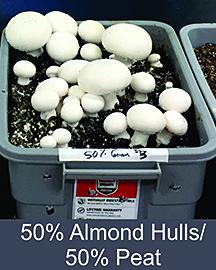 Mushrooms growing in a mix of almond hulls and peat moss. 