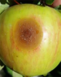 A honeycrisp apple infected with bitter rot. 