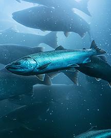 Salmon