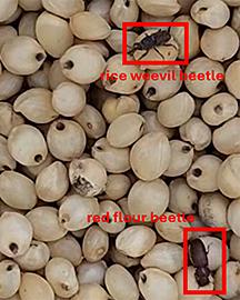 A rice weevil beetle and a red flour beetle in stored grain. 