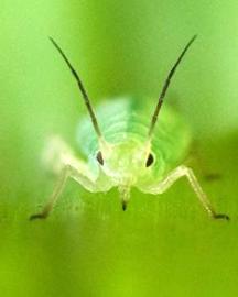 A green pea aphid.