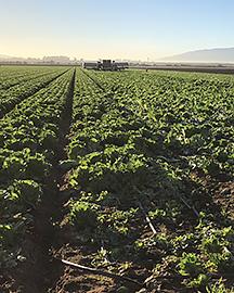 A field of lettuce. 