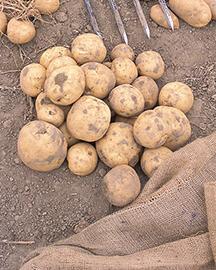 Freshly harvested potatoes.