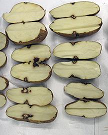 Potatoes inoculated with Fusarium pathogen. 