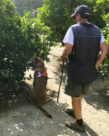 expert detector dog sits in alert with his trainer amongst citrus trees