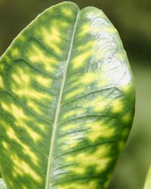 citrus leaf with yellow spots