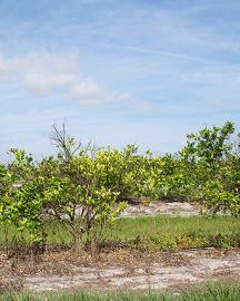 Trees infected with citrus greening have obvious disease symptoms and reduced productivity.