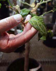 hand holding a citrus tree leaf