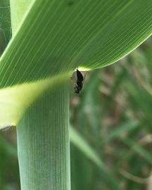 a small black insect emerges from the stem of a vertical green plant 