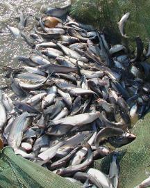 A fishing net full of catfish