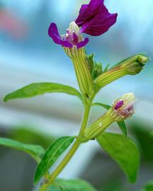 Purple flowered cuphea