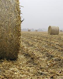 Biomass image