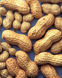 k4297-14 Peanuts in the shell