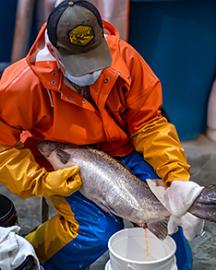 A technician collects eggs from a female Atlantic salmon.