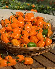 A basket of orange tiger paw peppers