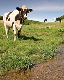 A cow standing next to a stream. 