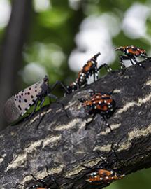 Spotted lanternfly winged adult and 4th instar nymphs.