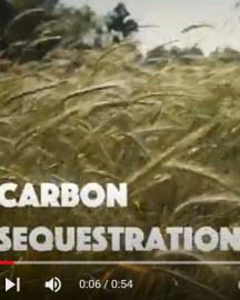 Carbon Carbon image